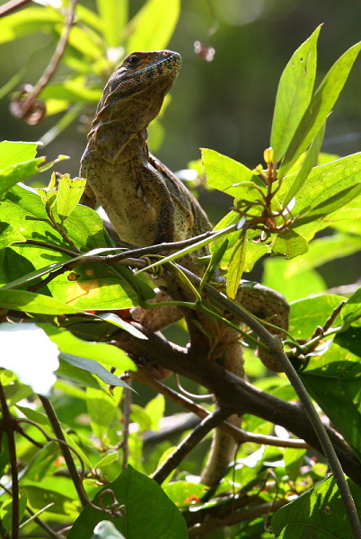 KOSTARIKA - Agama.jpg