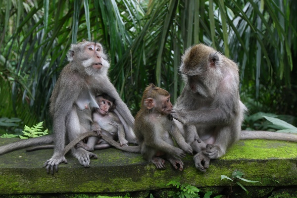 BALI - Posvätné opice pri chráme Monkey forest.jpg