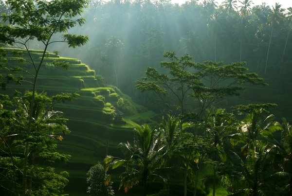 BALI - Ryžové políčka II.jpg