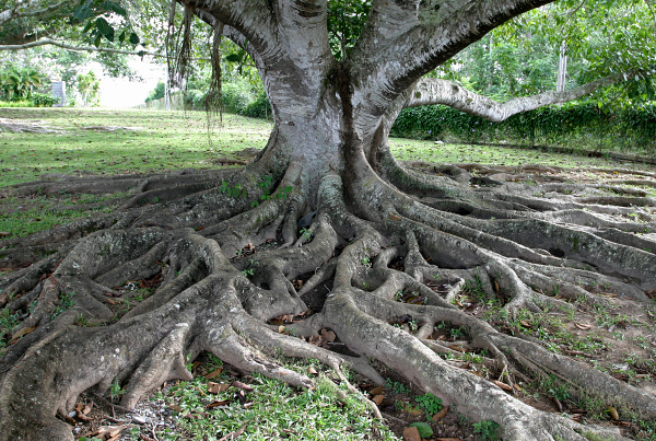Kuba -Strom v Údolí Viňáles.jpg