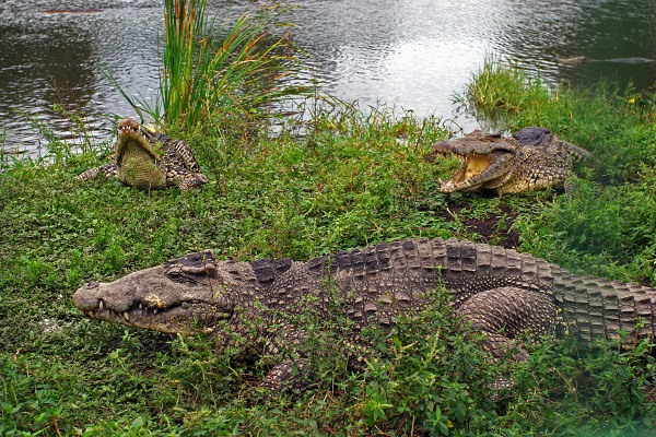 Kuba - Krokodíly 2.jpg