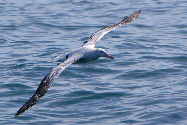 NOVÝ ZÉLAND - Albatros kráľovský.jpg