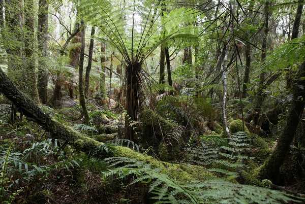 NOVÝ ZÉLAND - Dažďový prales.jpg