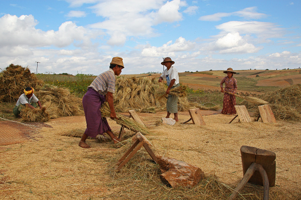 Mlátenie obilia.JPG
