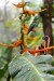 KOSTARIKA - Kolibrík v daždi.jpg