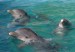 Kuba - Delfíny.jpg